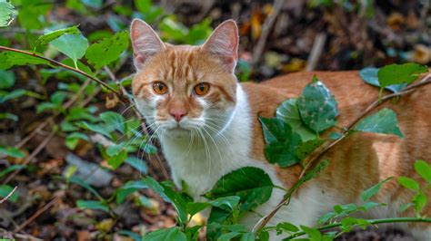 tnr meaning essay What if the TNR (Trap-Neuter-Return) method for managing feral cat populations could be applied to human society?